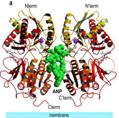 Natriuretic Peptide engrafted Antibodies