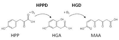 HPPD variants