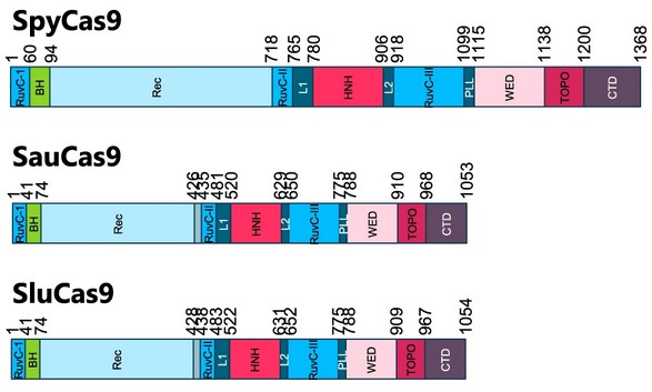 Cas9 alignement